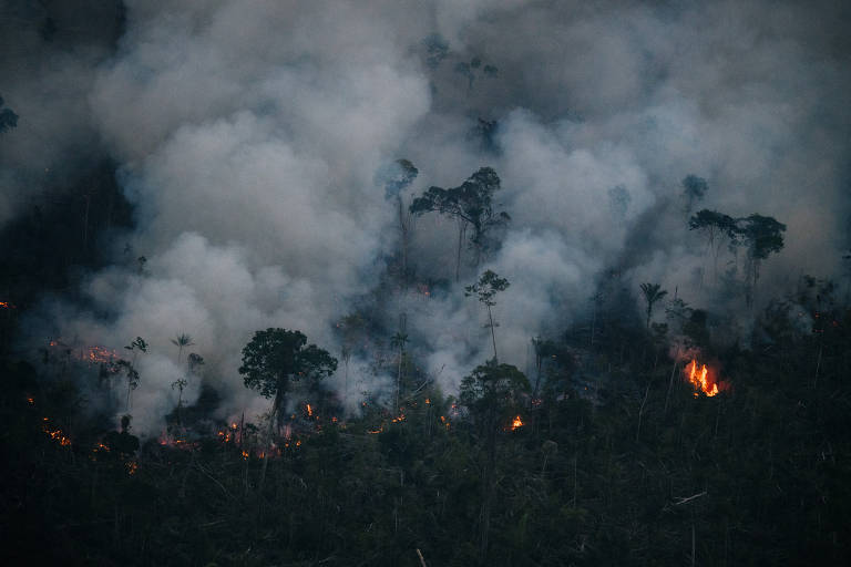 Área de floresta queimada