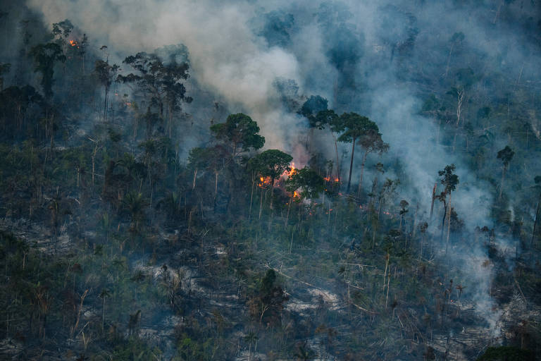 Árvores da floresta amazônica queimando em incêndio