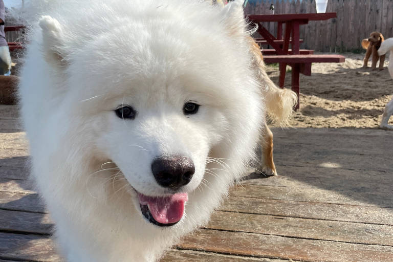 Cachorro branco e peludo com a língua para fora