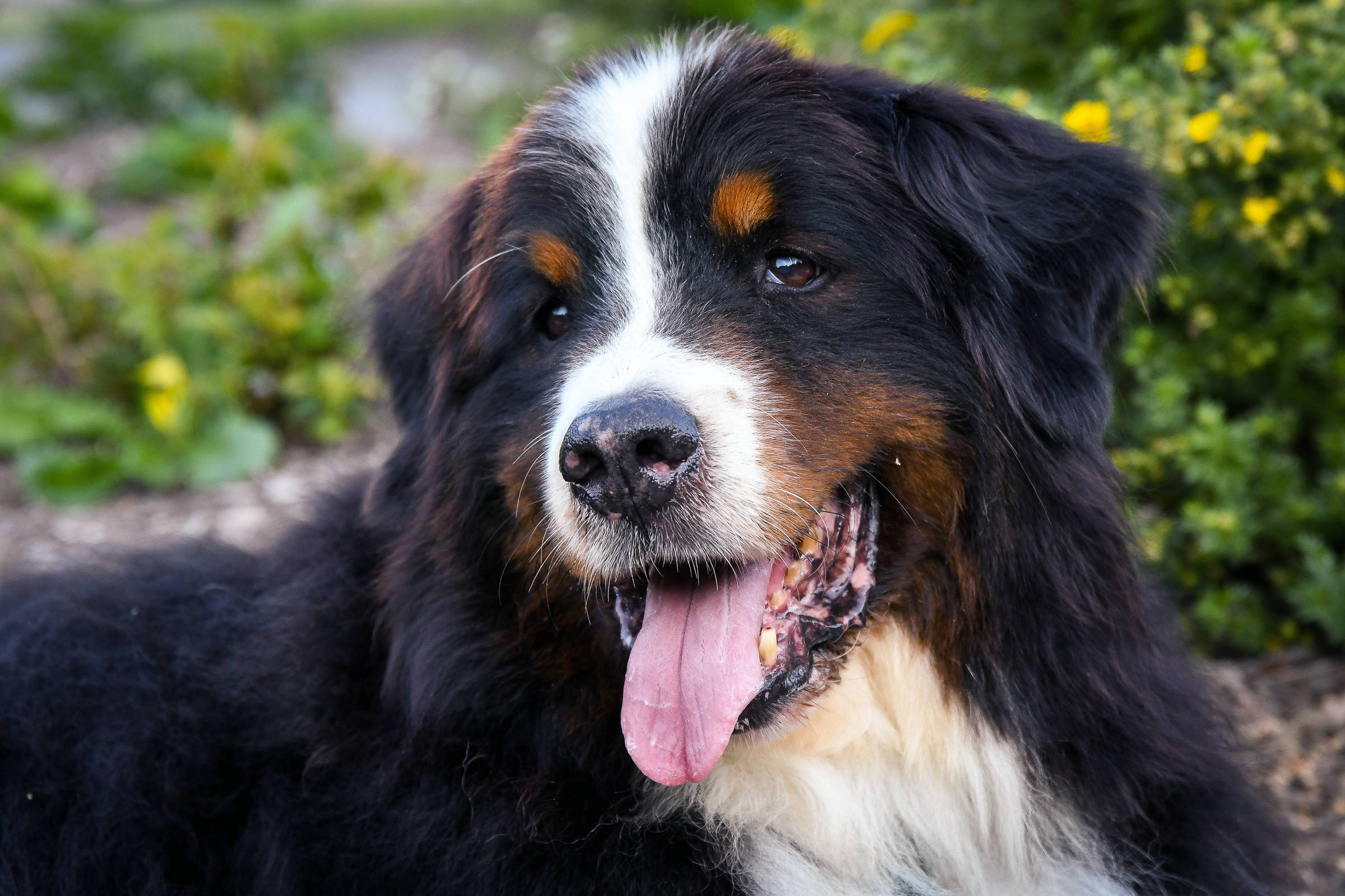 ¿Tu perro puede desarrollar demencia canina?  – 27/08/2022 – Ciencia