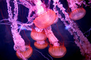FILE PHOTO: Jellyfish are seen in a new aquarium dedicated to 45 different delicate species at the Paris Aquarium