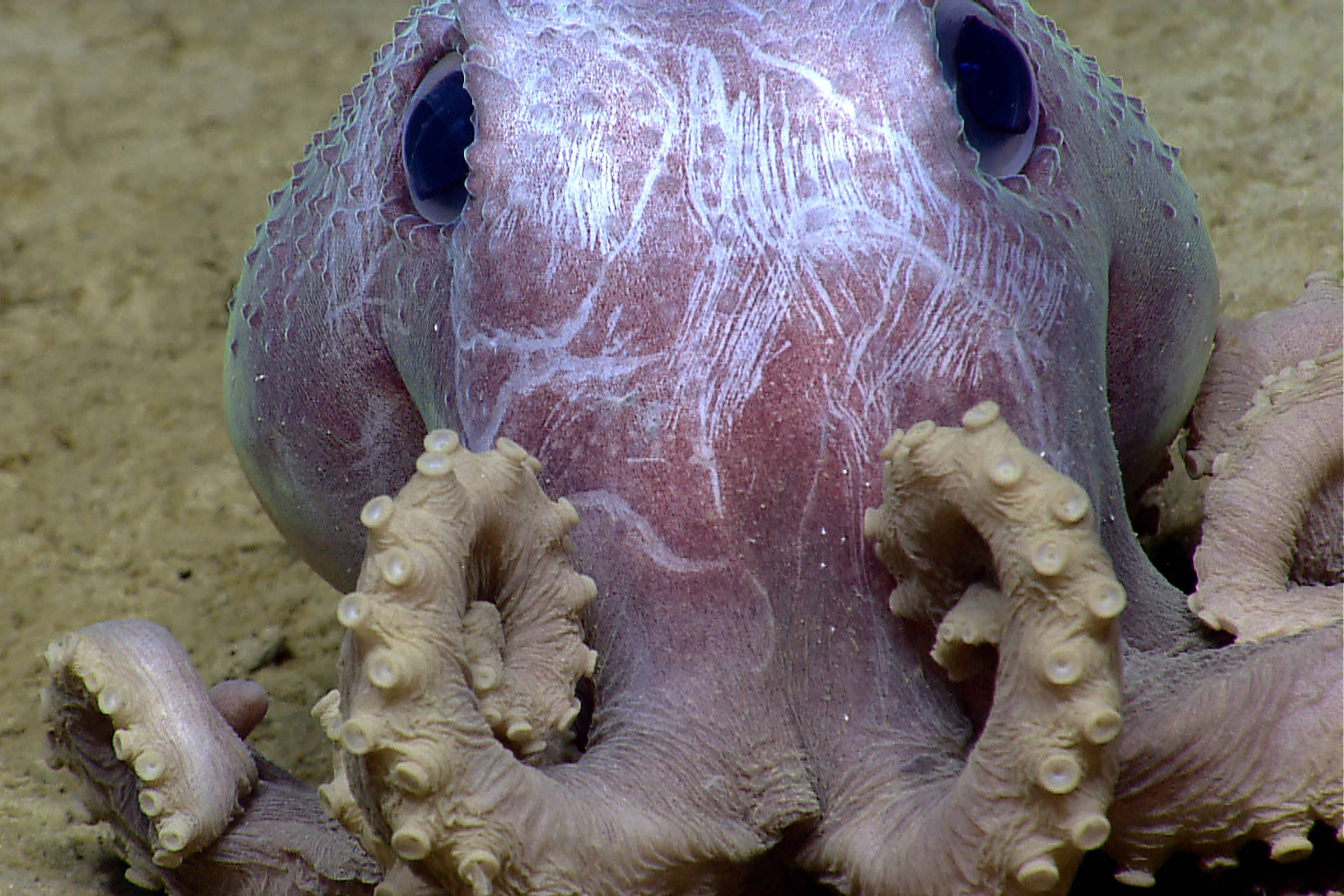 Octopuses do not have a backbone, nor do they have rights. - News Bulletin  247