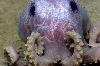 Graneledone verrucosa, a species of octopus found in the Atlantic Ocean. (NOAA via The New York Times)