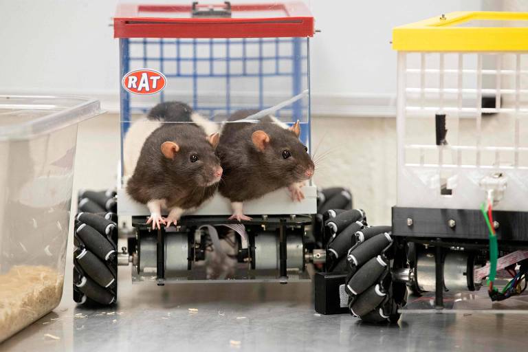 Dois ratos de laboratório estão presos lado a lado em um aparelho semelhante a um carro