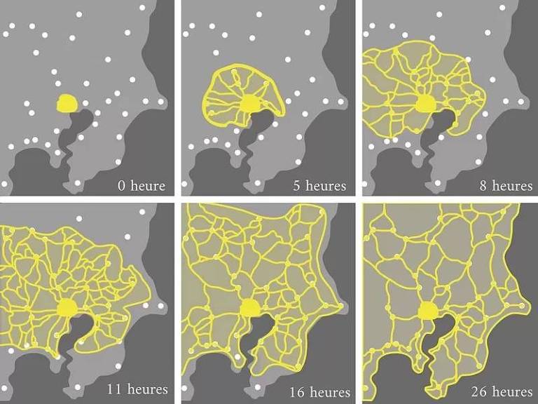 Adaptação da ilustração do estudo do professor Toshiyuki Nakagaki sobre a criação e otimização de redes por parte do P. polycephalum.
