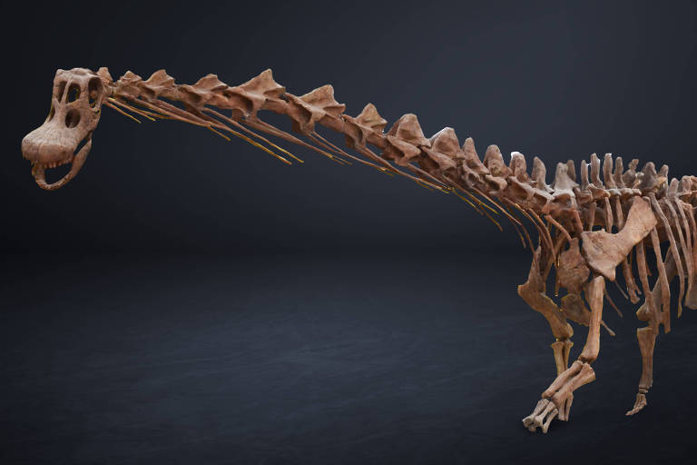 Fóssil do patagotitan, que dá nome à exposição  "Dinossauros - Patagotitan, o Maior do Mundo"