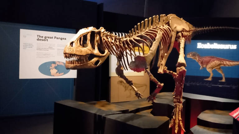 Expodinos': 7 motivos para visitar a mostra com réplicas de dinossauros em  tamanho natural e fósseis