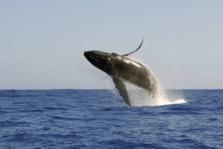 Baleia-jubarte salta fora da água no oceano Pacífico, perto do Equador