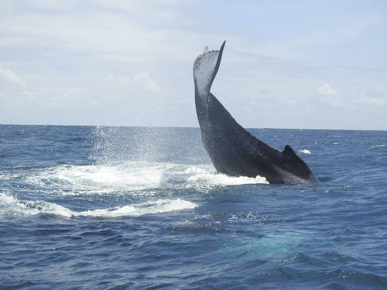 Baleia-jubarte salta no mar, deixando parte do corpo por cima da água
