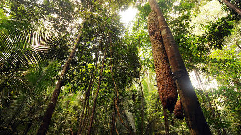 Vegetação típica da área da Amazônica Legal, que tem 5 milhões de metros quadrados