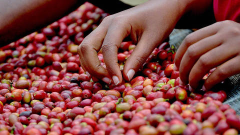 Produção de café feita de forma orgânica com apoio do Idesam em Apuí, no sul do Amazonas