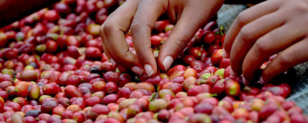 Produção de café feita de forma orgânica com apoio do Idesam em Apuí, no sul do Amazonas