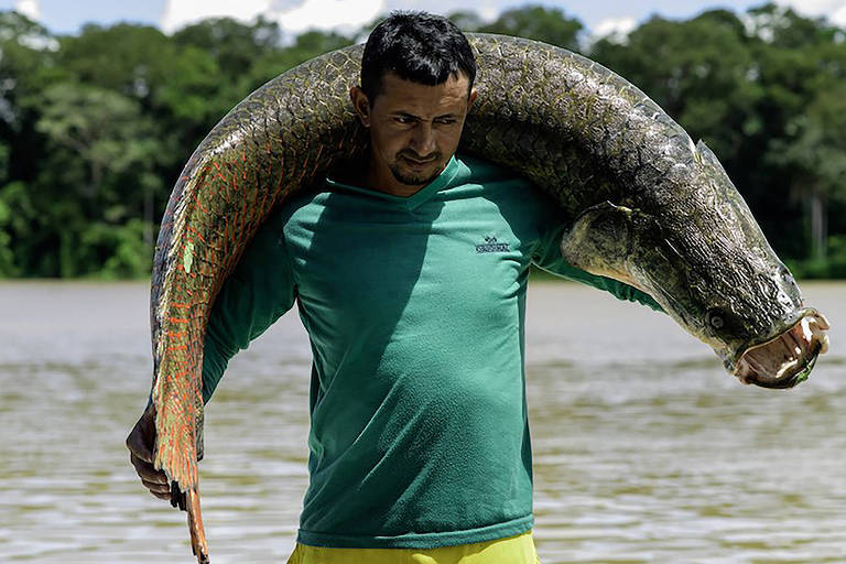 Pesca sustentável de pirarucu desenvolvida por comunidades na região de Juruá (AM)