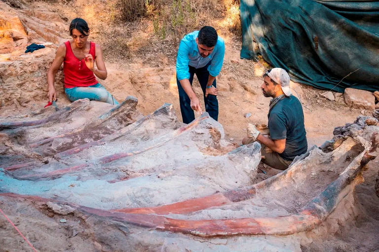 Três cientistas observam o fóssil