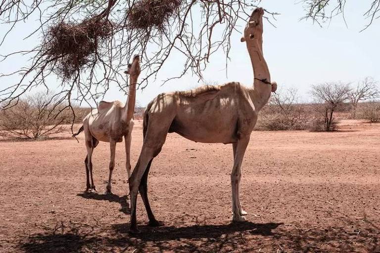 O Chifre da África está passando pela pior seca em 40 anos