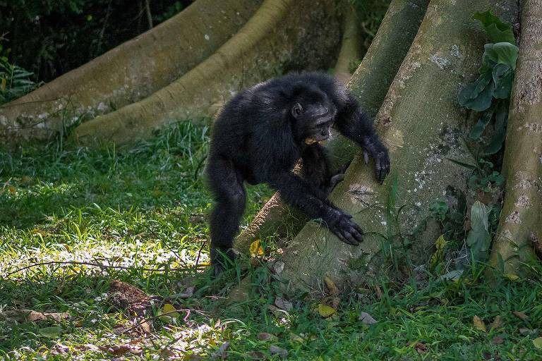 Chimpanzé usa uma árvore como bateria na floresta Budongo, em Uganda, onde 