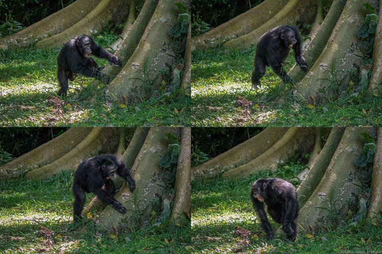 Imagens mostram em sequência quando um chimpanzé da floresta Budongo usa as raízes de uma árvore para fazer seu batuque, mostrando um ritmo só dele