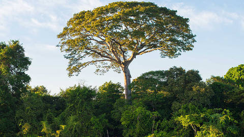 Por que é melhor uma Amazônia em pé