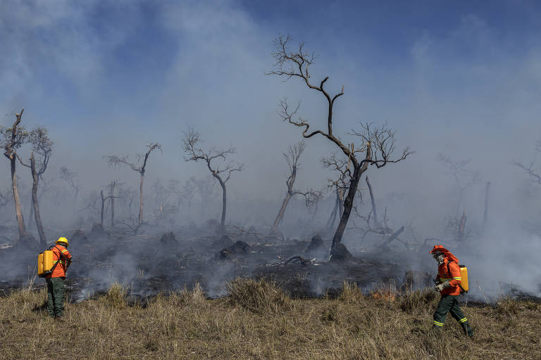 O papel das brigadas voluntárias e comunitárias em incêndios florestais no Brasil