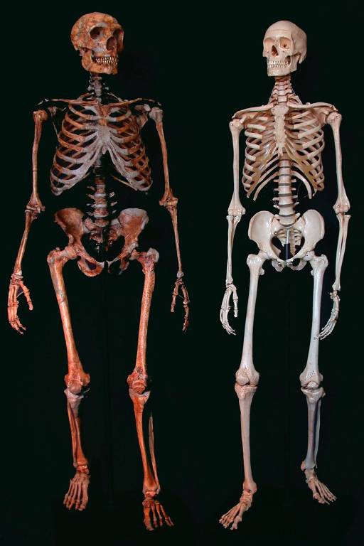 Diferença dos esqueletos dos neandertais (à esq.) e do homem moderno em exposição no Museu Americano de História Natural