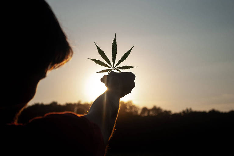 Nova edição do Cannabis Thinking mostra amadurecimento do mercado