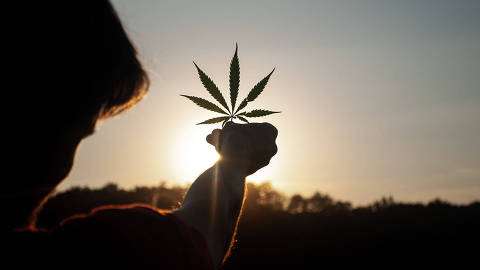 Nova edição do Cannabis Thinking mostra amadurecimento do mercado
