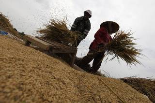 Farmers shake unhusked rice during a harvest in Cikarang on the outskirts of Jakarta