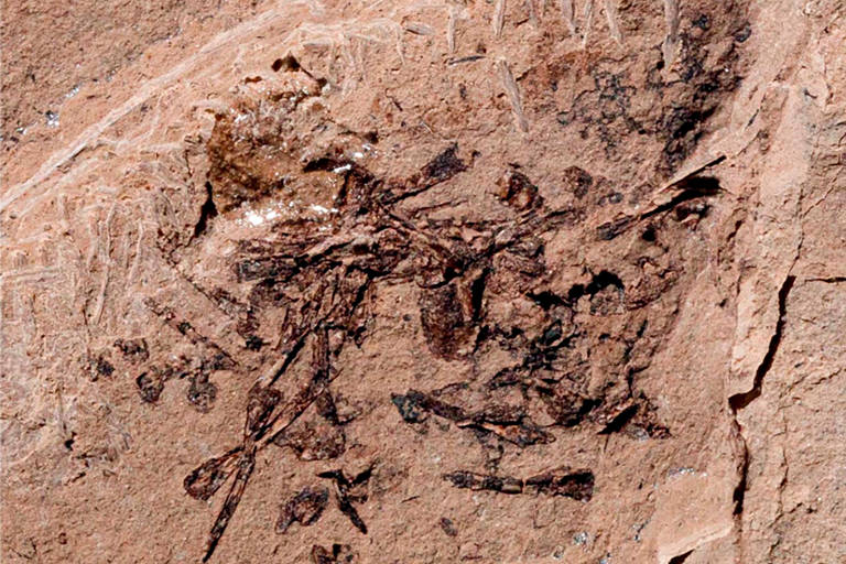 Vômito fossilizado de 150 milhões de anos é encontrado em Utah (EUA)