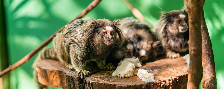 Vítimas do tráfico, saguis podem levar macacos à extinção