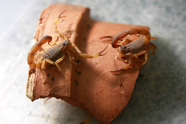 Imagem de dois escorpiões sobre uma pedaço de tijolo quebrado.