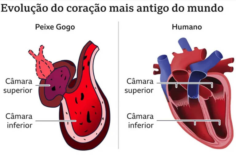 Ilustração da anatomia do coração do peixe Gogo e do coração humano, mostrando a localização da câmara superior e inferior.