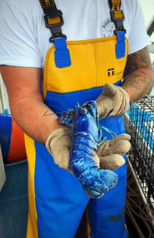 Pescador captura rara lagosta azul nos Estados Unidos