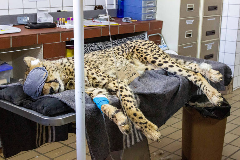 Em foto colorida, um guepardo descansa em um clínica veterinário