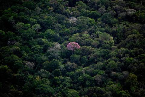 Aerial view showing a tree with pink foliage sticking out in the Amazon rainforest, seen during a flight between Manaus and Manicore, in Amazonas State, Brazil, on June 6, 2022. - The way for man's lust over the Amazonian richness is open at the 