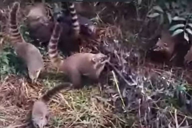 Quatis invadem casas no Paraná atrás de comida