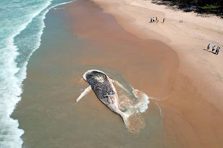 Vista aérea da baleia encalhada com pessoas observando ao longe