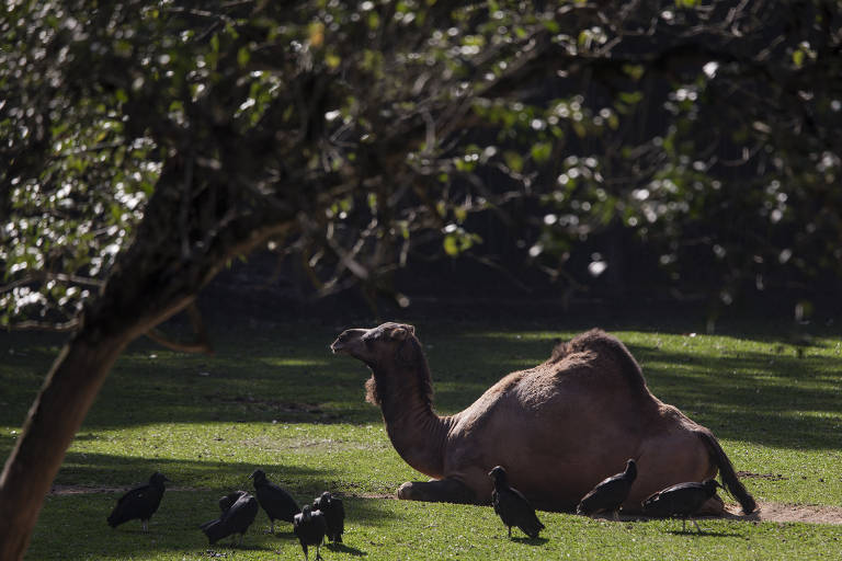 Axolote, bicho do jogo 'Minecraft' é o novo morador do Zoológico de SP, Comportamento