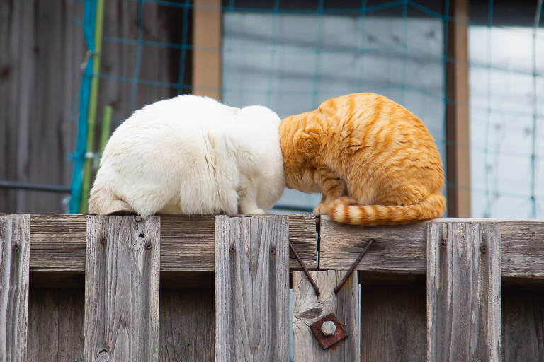 Gatos sem cabeça? Concurso premia fotos mais engraçadas de animais; veja