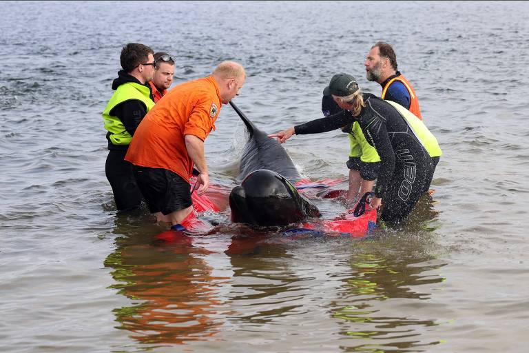 Quase 200 baleias morrem encalhadas na Austrália; 32 foram resgatadas