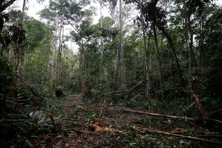 Em novo livro, Míriam Leitão explica a trama econômica que destrói a  Amazônia e mostra quais são as saídas possíveis