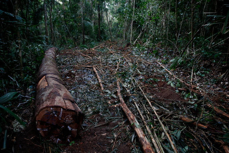 Em novo livro, Míriam Leitão explica a trama econômica que destrói a  Amazônia e mostra quais são as saídas possíveis