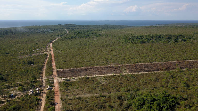Desmatamento no Pará recua 50% em 6 meses, indicam dados