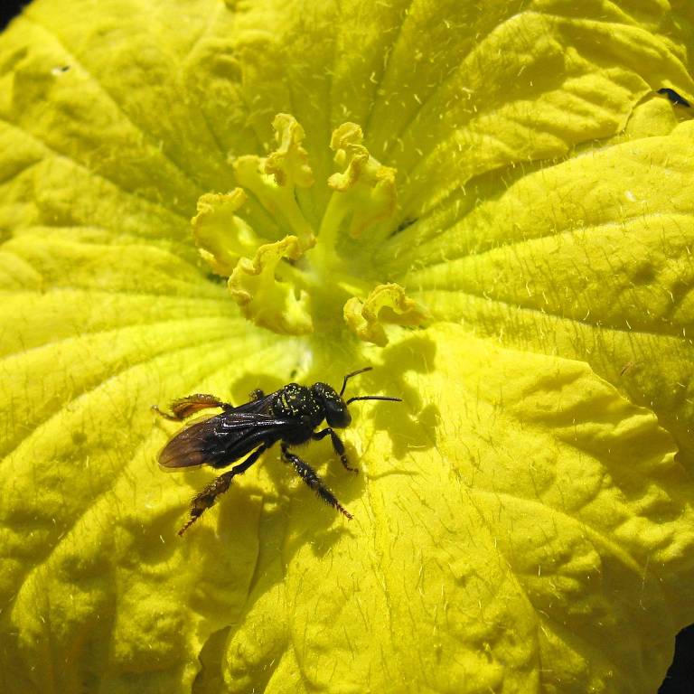 Uma abelha sobre uma flor