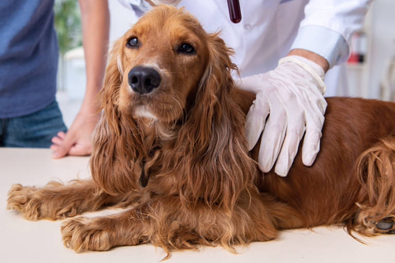 Cachorro recebe assistência de veterinário