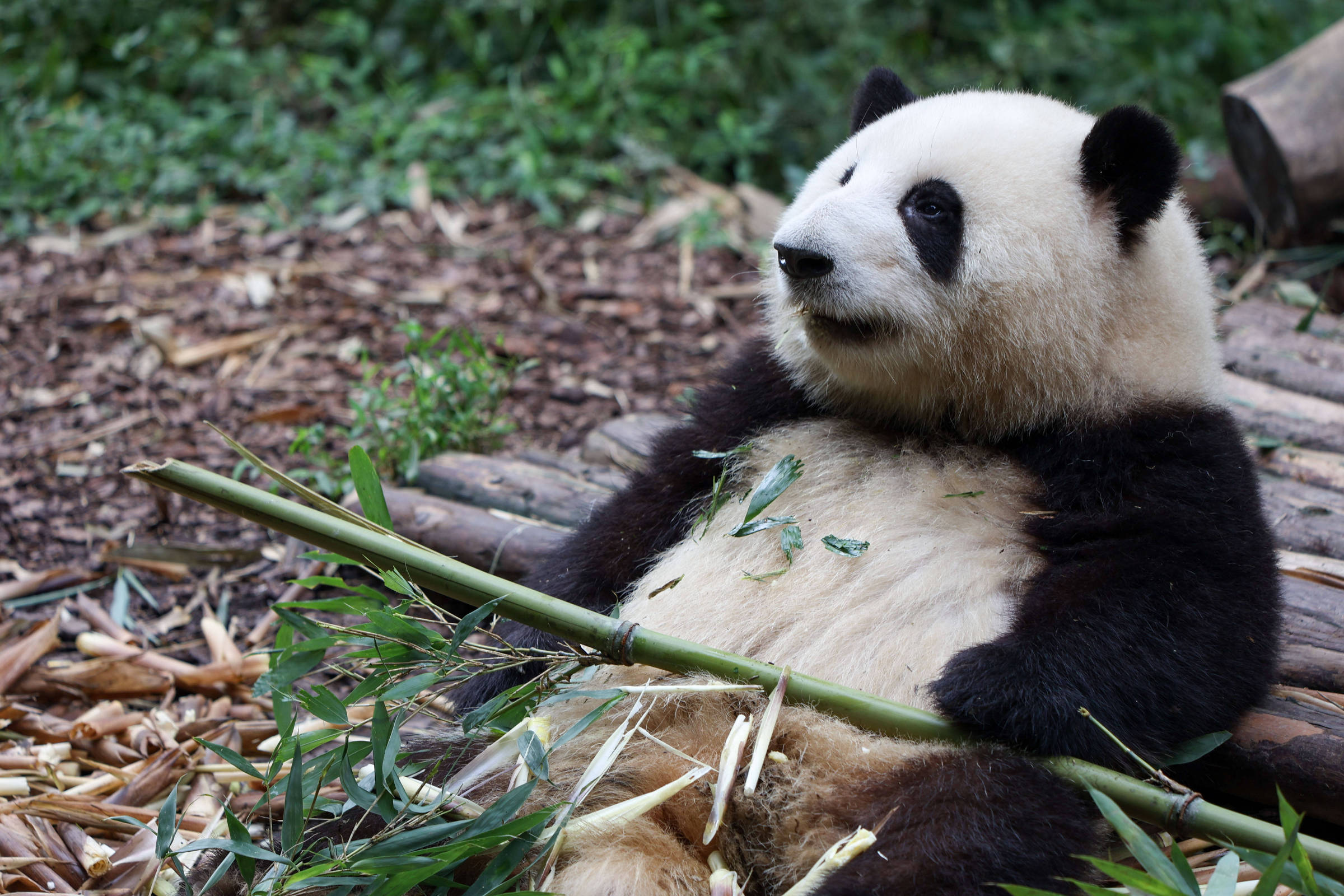 La Chine offre au Qatar deux pandas géants – 28-09-2022 – Sport