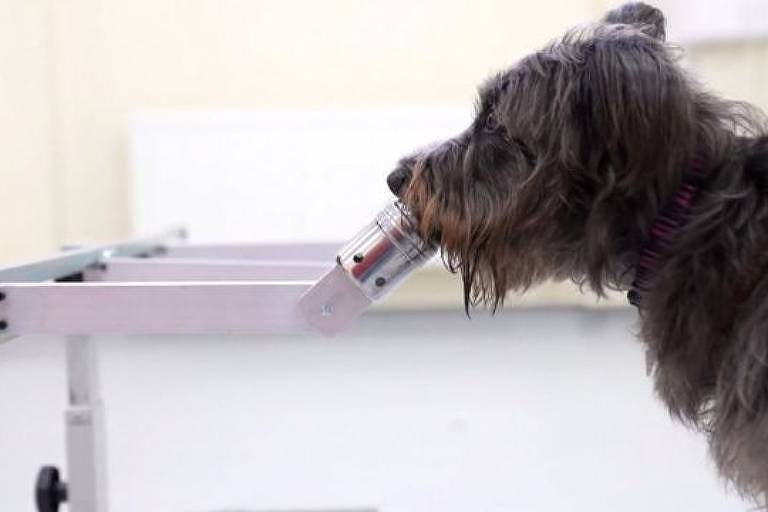 Cachorro em experimento científico