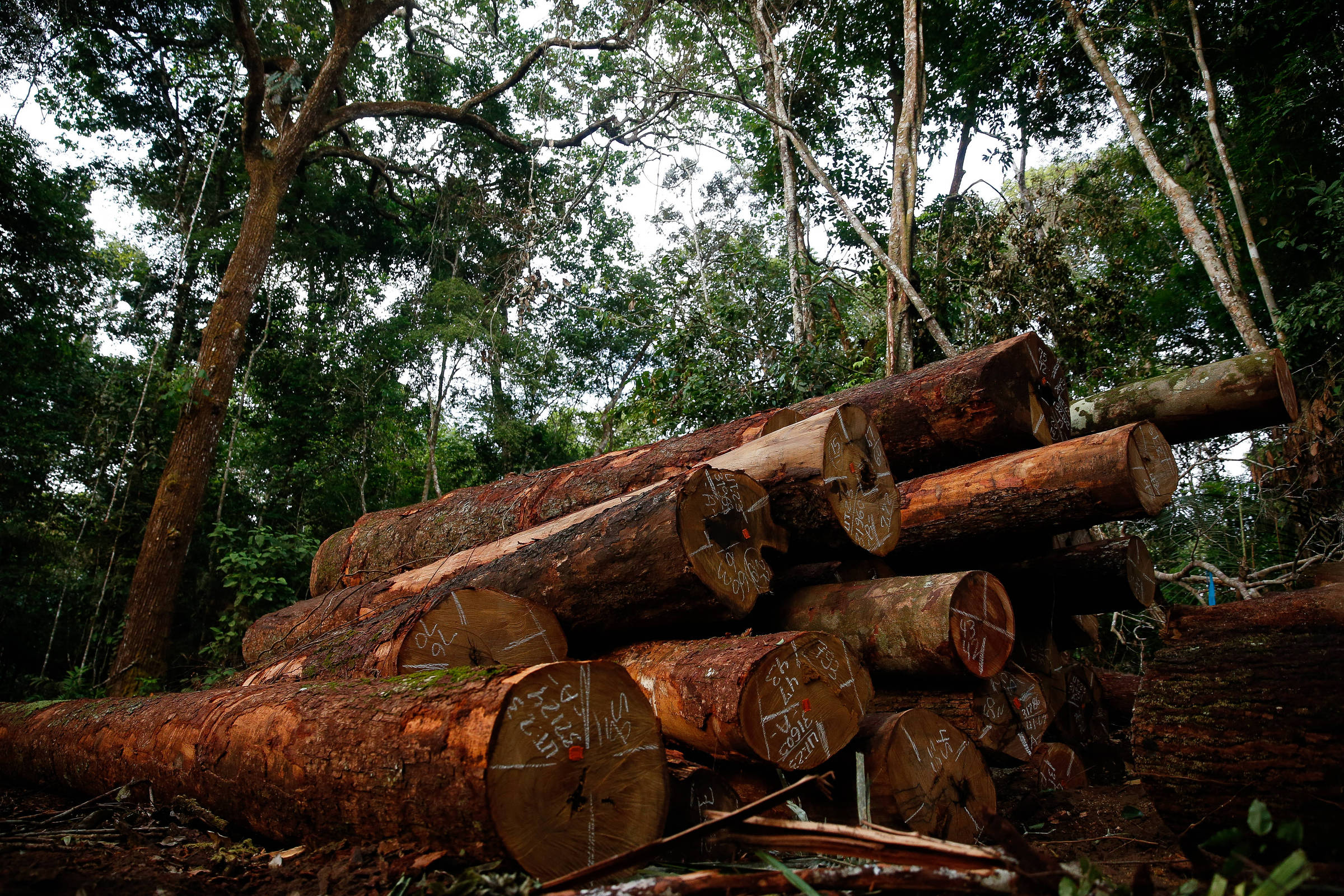 Pandemias e destruição florestal: qual a relação entre os dois