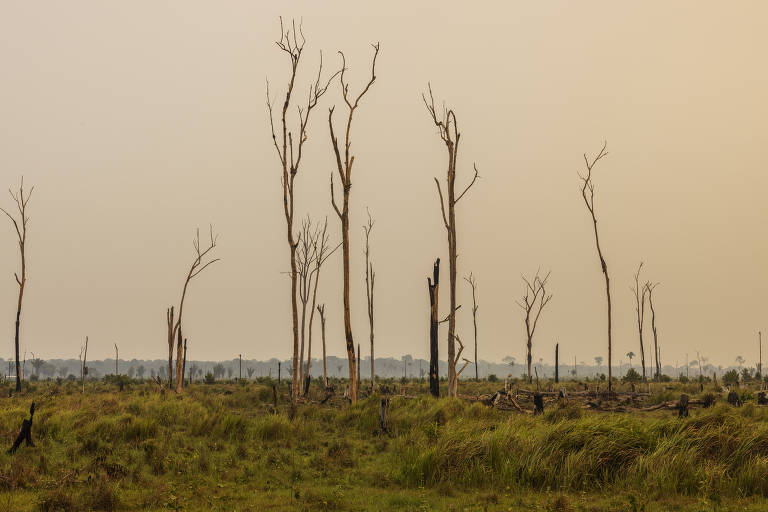 Pasto com árvores mortas em fazenda as margens da rodovia Transamazônica no município de Lábrea (AM)