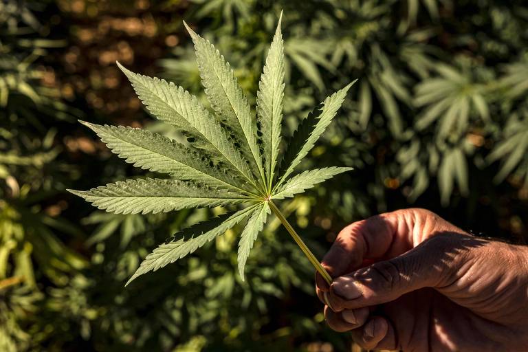 Fazendeiro segura uma folha de Cannabis em sua plantação na vila de Azila, no Marrocos