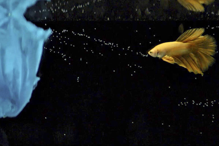 Reprodução colorida de vídeo de campanha da Whirlpool com um peixe amarelo pequeno à direita e algo azul ao lado esquerdo, com um fundo preto